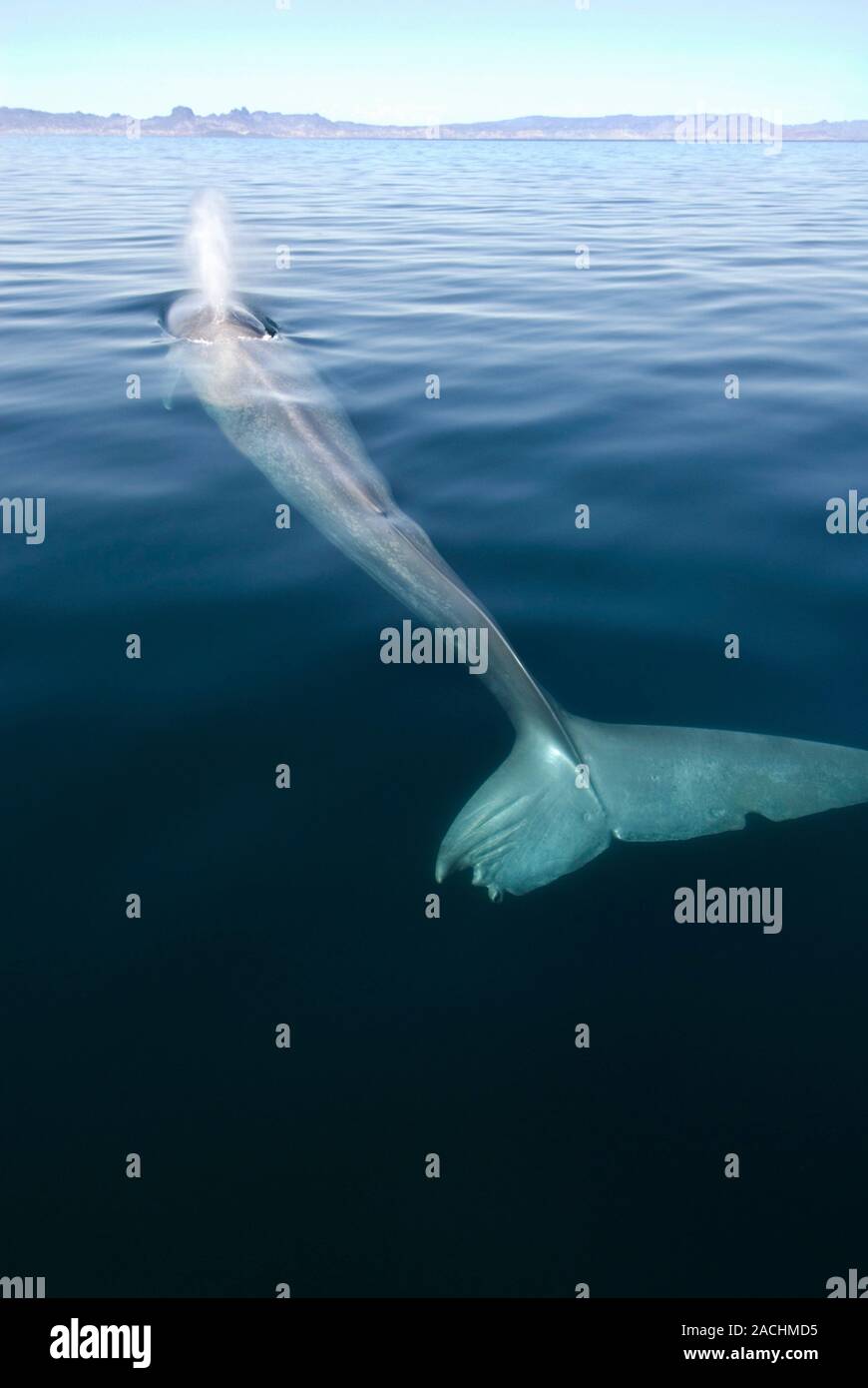 Blue whale (Balaenoptera musculus) surfacing and exhaling through its