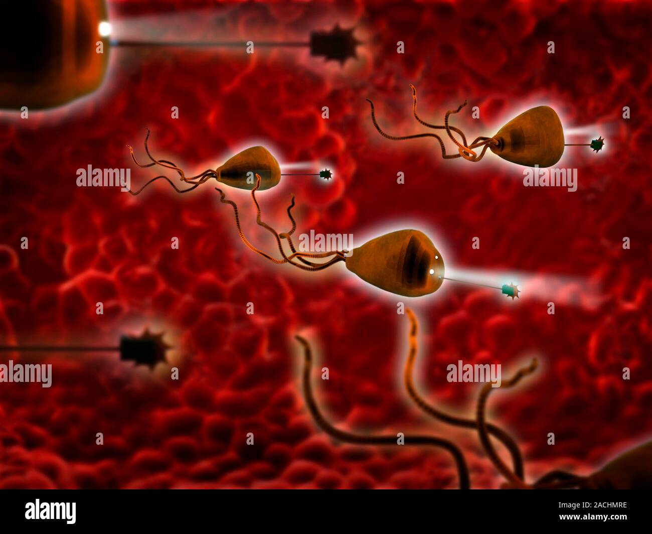 Medical nanorobots. Computer artwork of nanorobots in a blood vessel ...