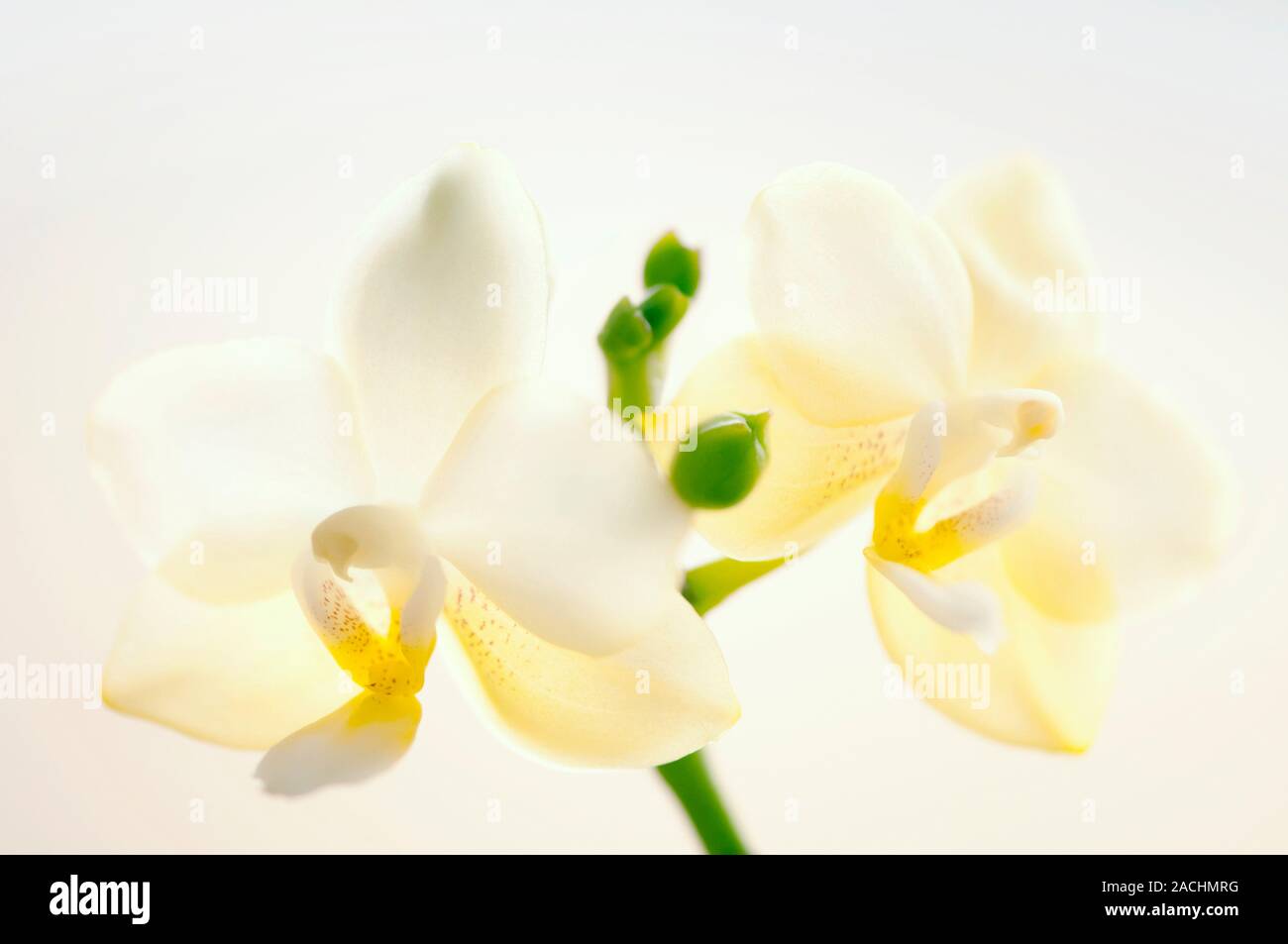 Orchid flowers (Phalaenopsis In Charm Jade 'Sweet Fragrance'). Stock Photo