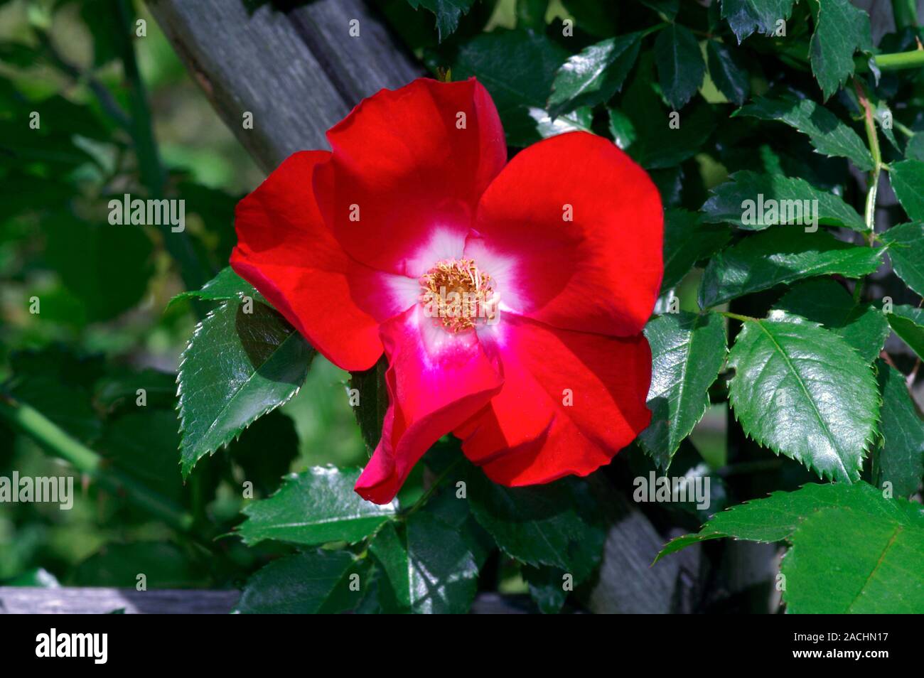 Rose (Rosa 'Dortmund') in flower. Stock Photo