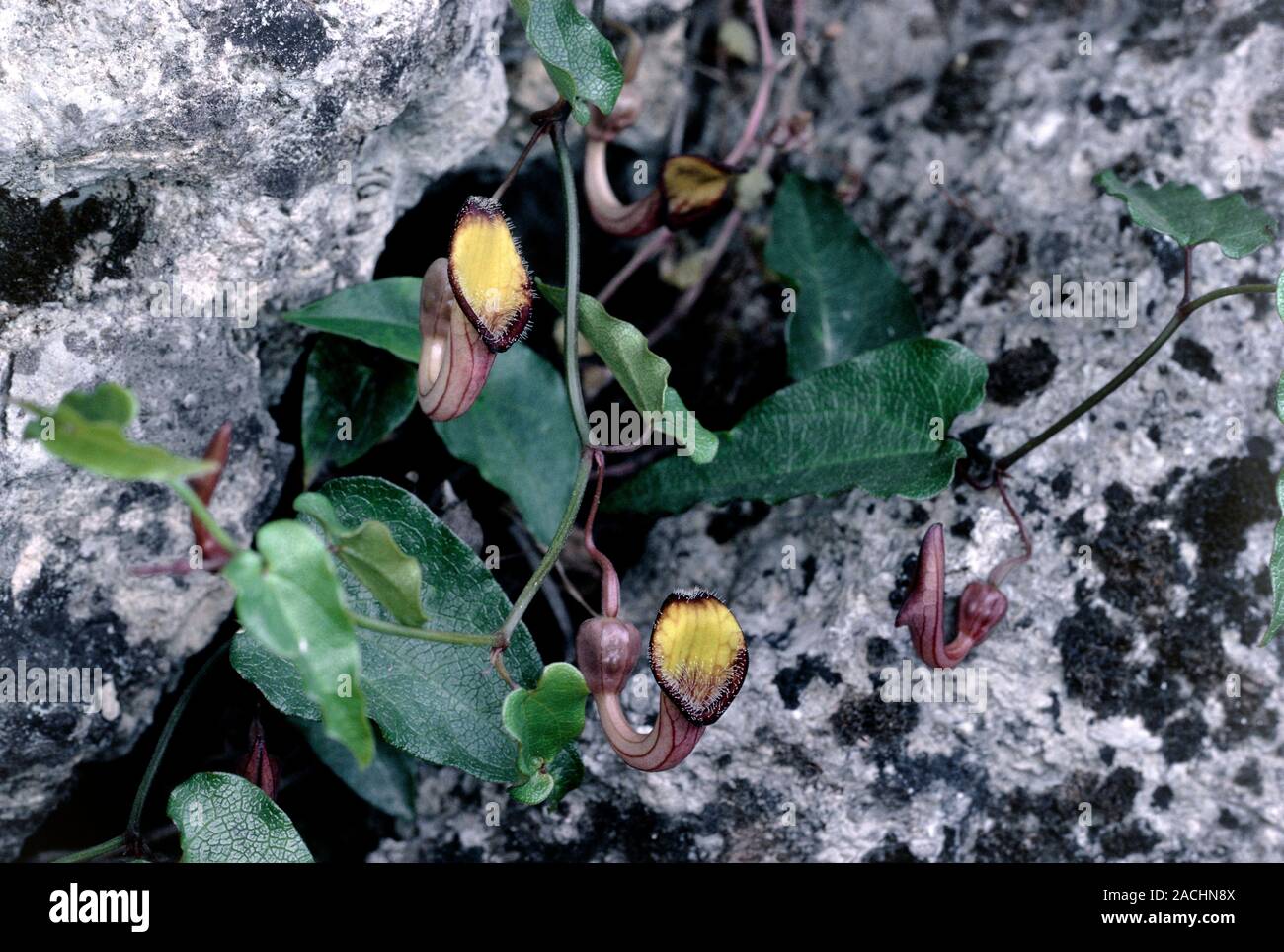 Climbing birthwort (Aristolochia sempervirens) flowers. Photographed in ...