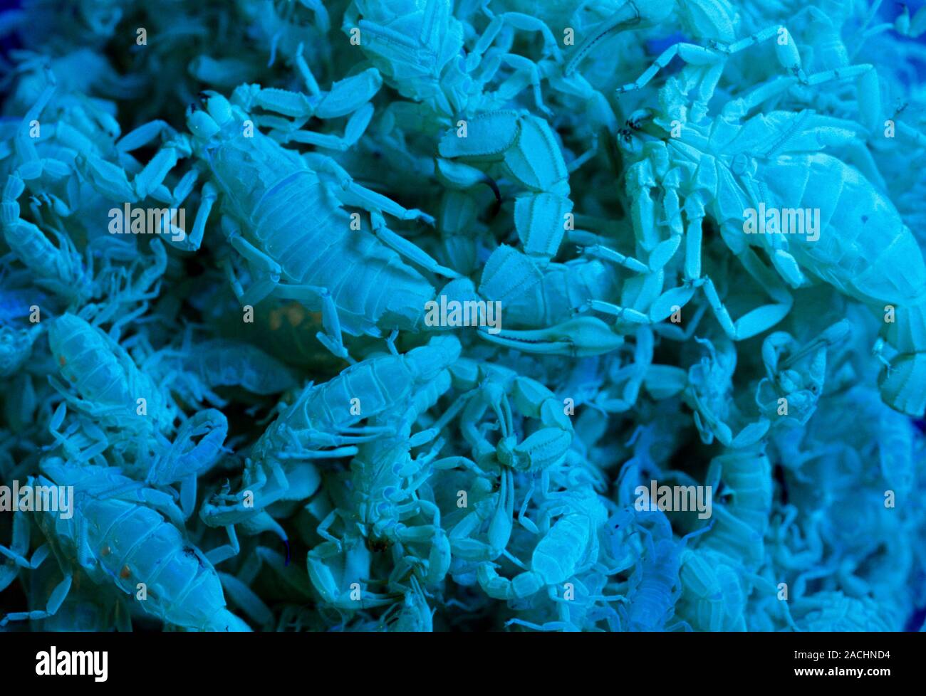 Scorpion Shell Color Scorpion moultings under UV light. Empty scorpion shell casings left ...
