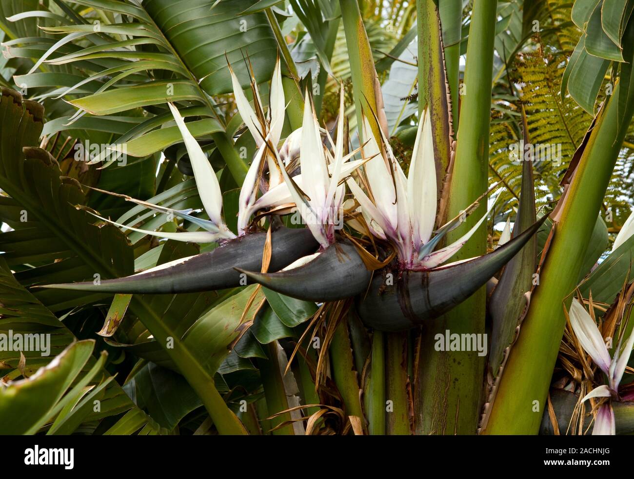 Giant white bird of paradise (Strelitzia nicolai) in flower Stock Photo Alamy