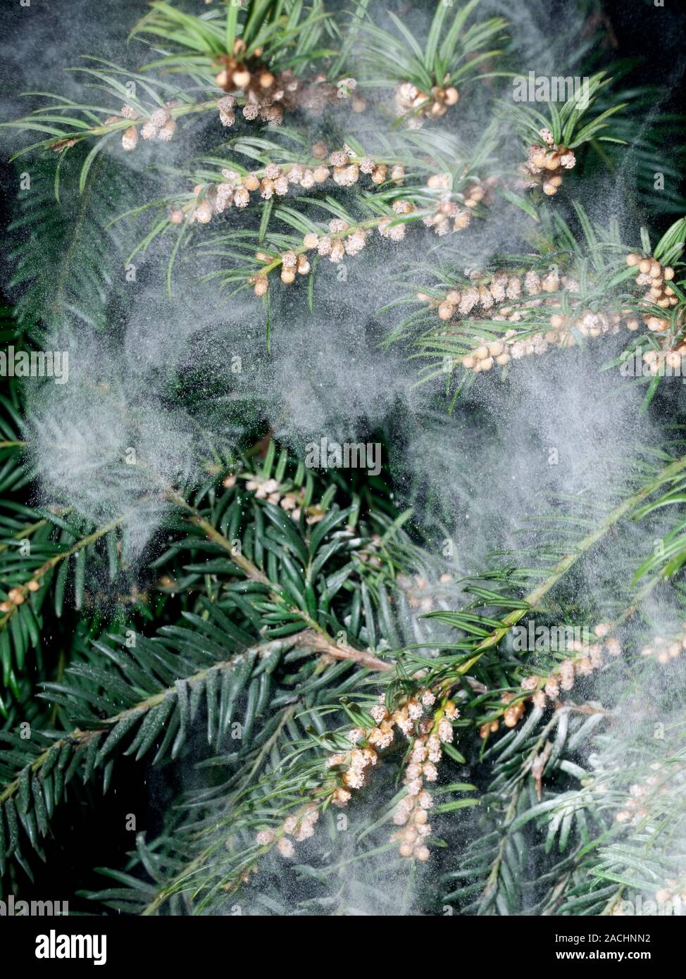 Yew pollen shower. Large quantity of pollen being released by male flowers of the common Yew