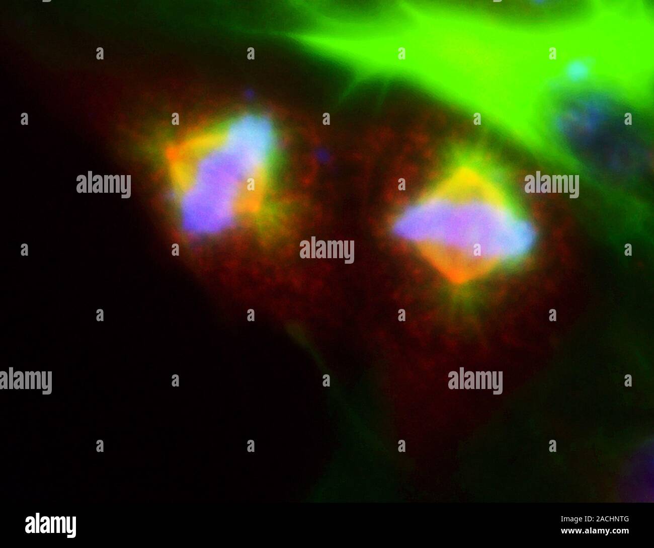 Mitosis. Fluorescence micrograph of two cells during metaphase of ... Biology Diagrams