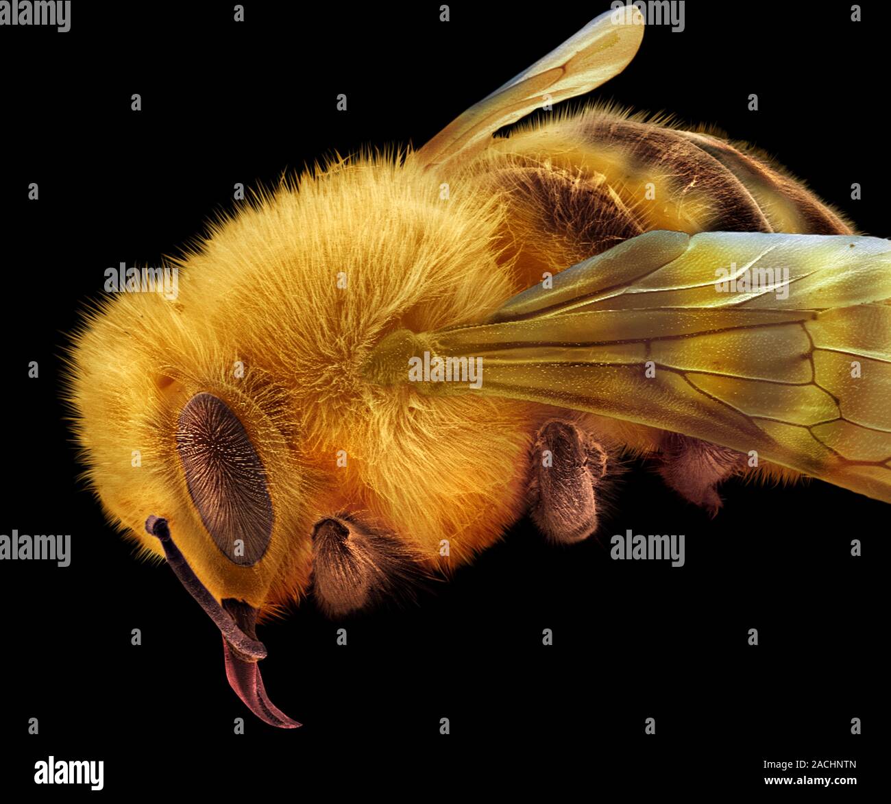 Honey bee (Apis mellifera), coloured scanning electron micrograph (SEM ...