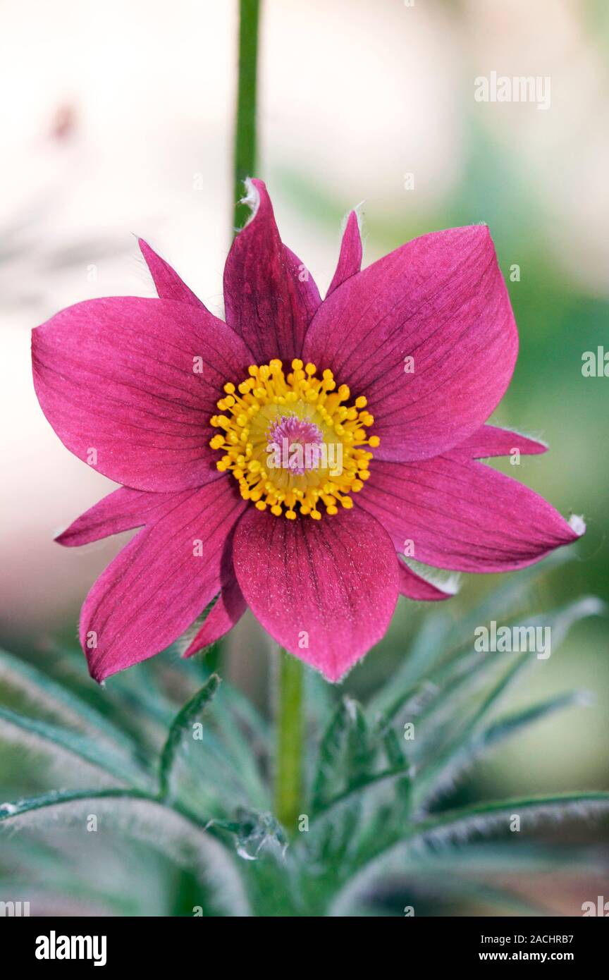 Pasque Flower (Pulsatilla vulgaris) in flower Stock Photo - Alamy