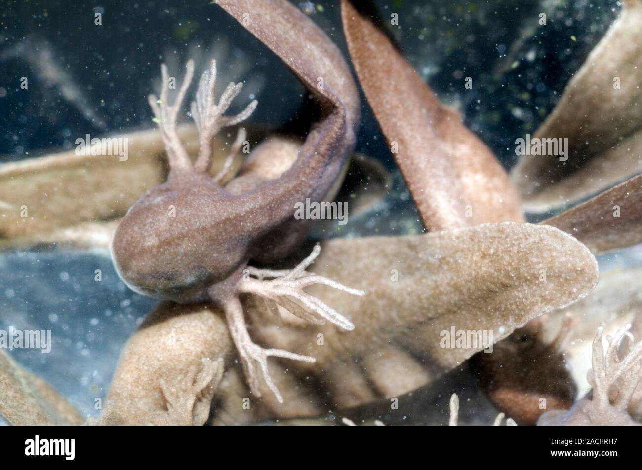 Common Frog tadpoles (Rana temporaria). This is a very early stage of