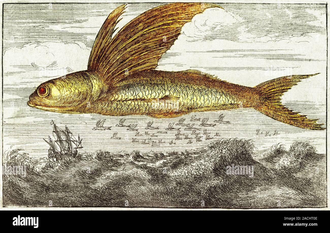 Flying fish near a ship in stormy waters, coloured 17th century artwork ...
