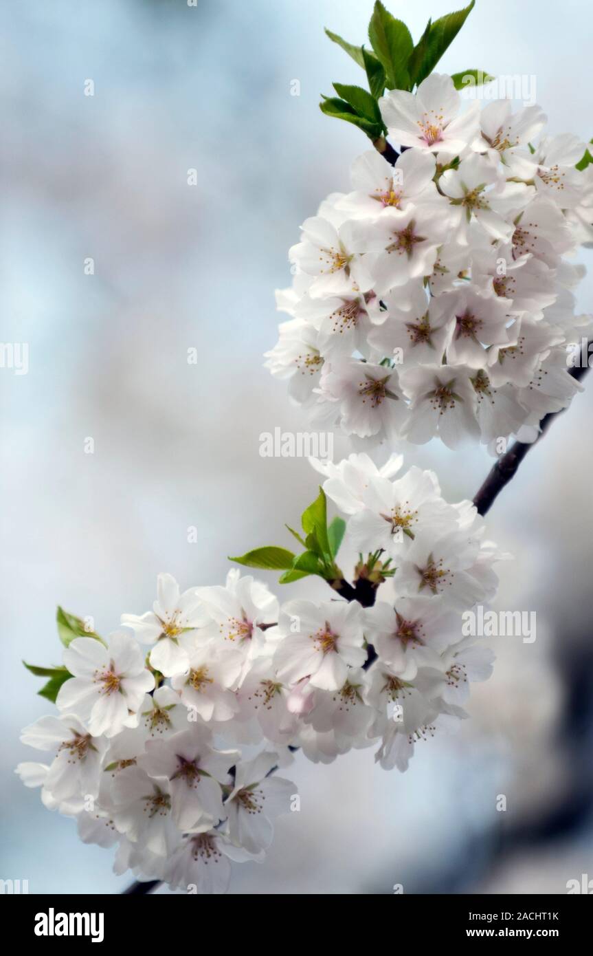 Yoshino cherry (Prunus x yedoensis) in flower Stock Photo - Alamy