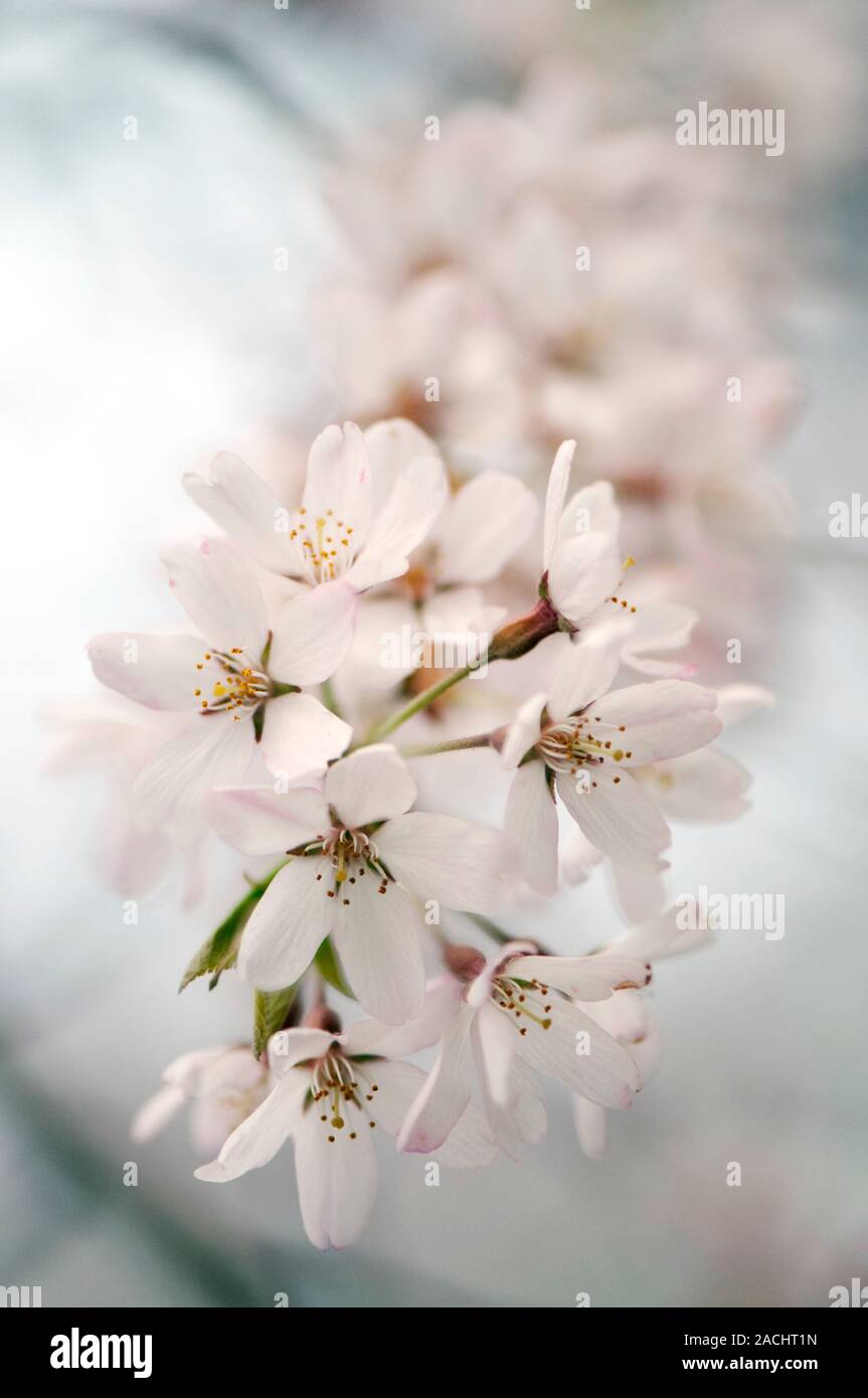 Yoshino cherry (Prunus x yedoensis) in flower Stock Photo - Alamy