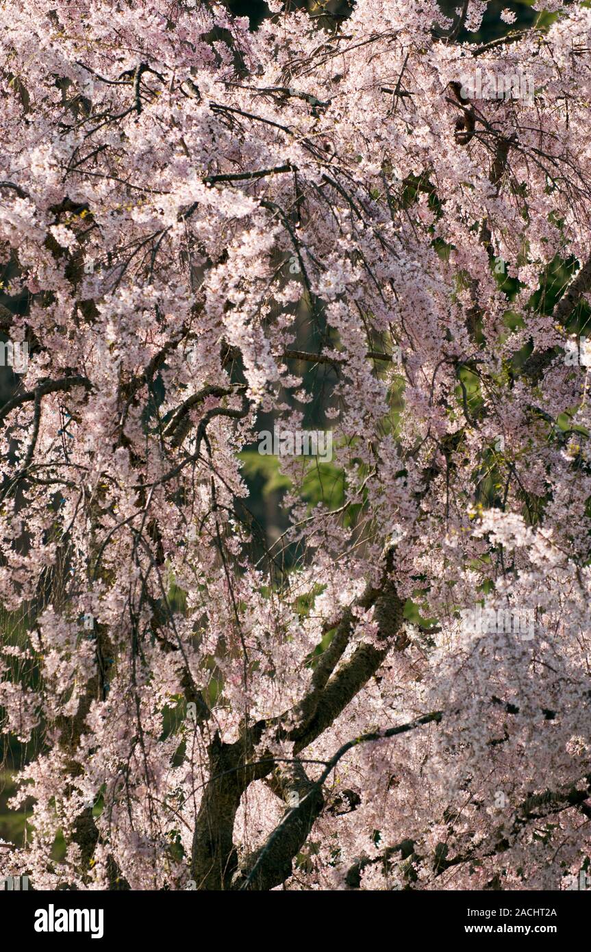 Yoshino cherry (Prunus x yedoensis) in flower Stock Photo - Alamy