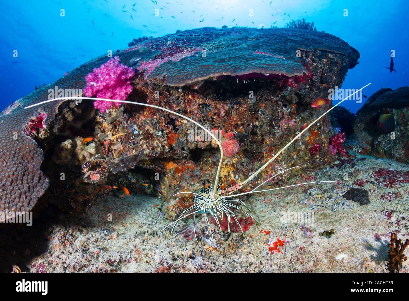 Large Lobster under a ledge on a tropical coral reef Stock Photo