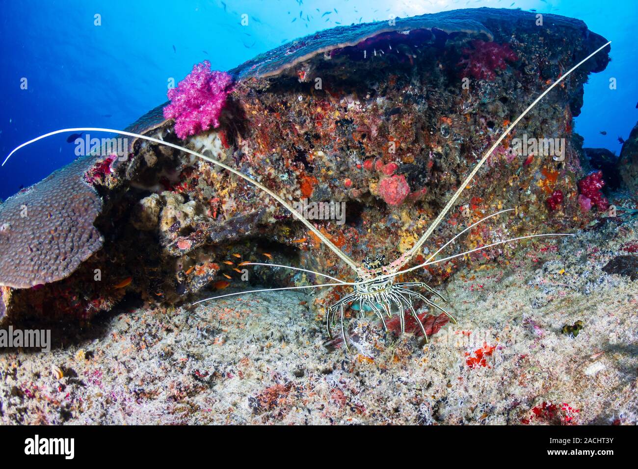 Large Lobster under a ledge on a tropical coral reef Stock Photo