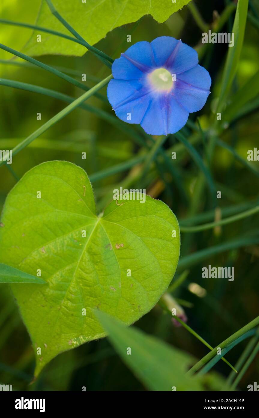 Populations of Ipomoea hederacea var. integriuscula in Field Margins