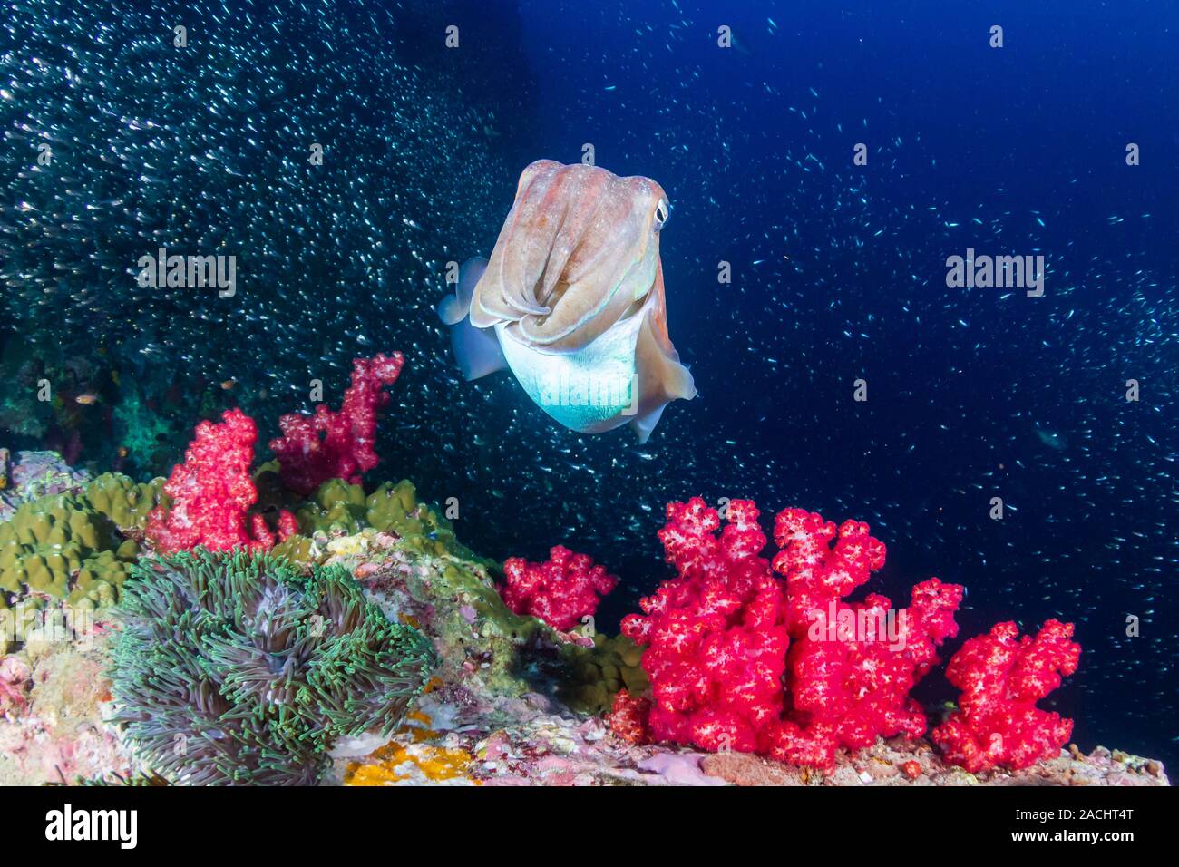 Squid arms not octopus hi-res stock photography and images - Page 3 - Alamy