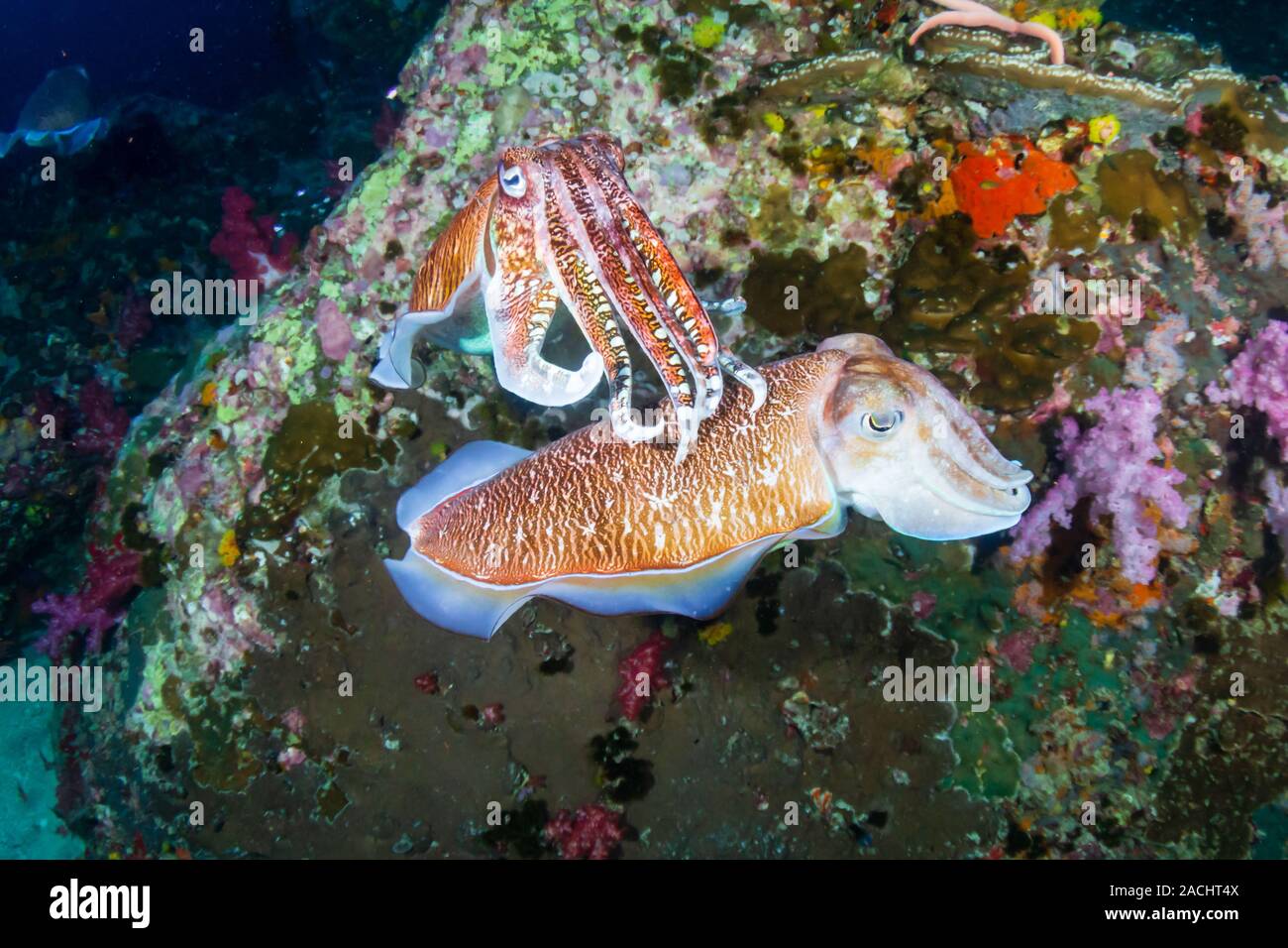 Mating Cuttlefish on a tropical coral reef at dawn (Richelieu Rock, Thailand) Stock Photo