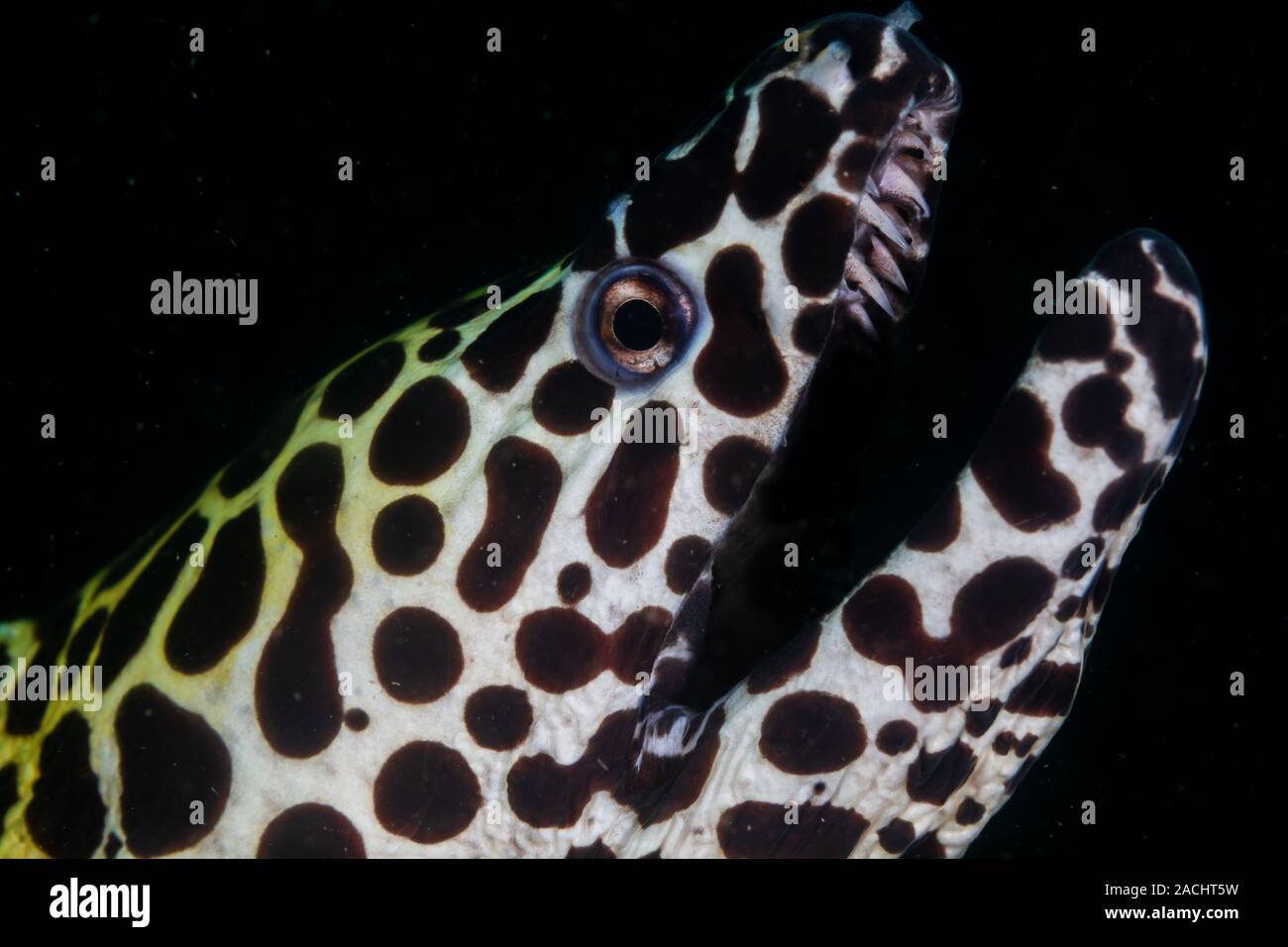 Honeycomb Moray Eel underwater with a black background Stock Photo