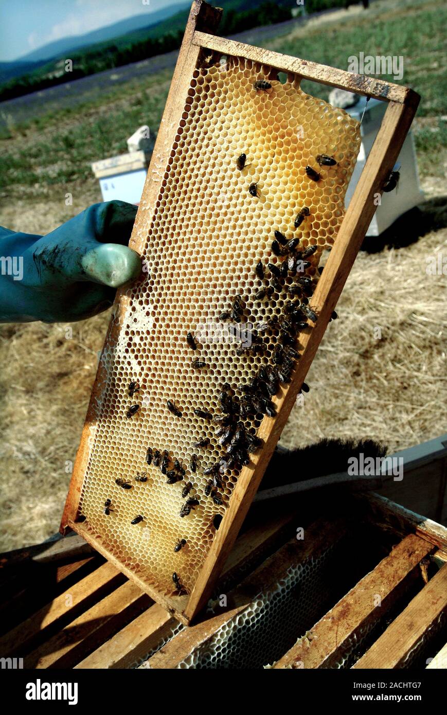 Beekeeping. Beekeeper removing a frame from a beehive to reveal the
