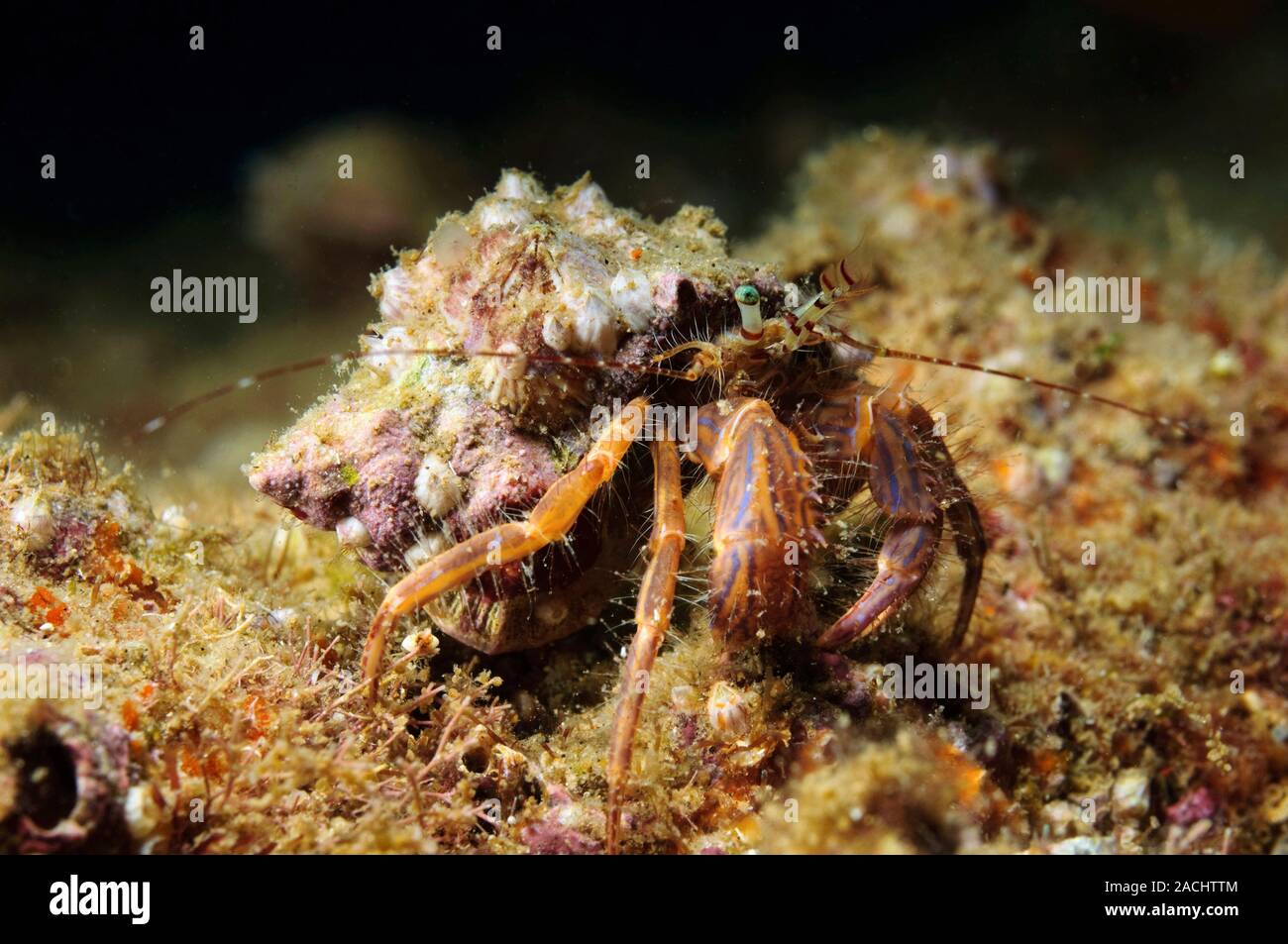Israel, Mediterranean sea, Underwater photograph of a Red Hermit Crab ...