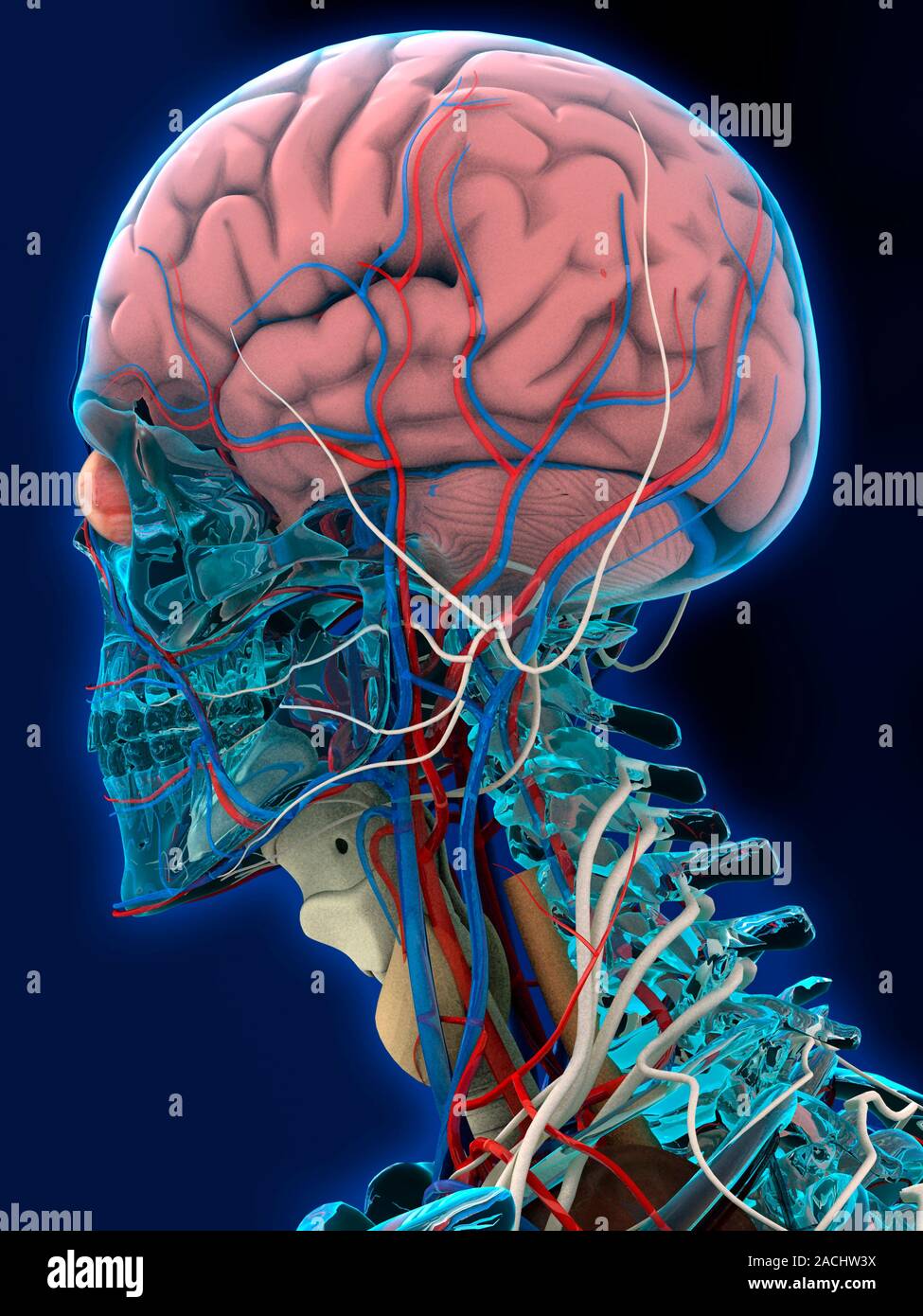 Human Head Anatomy Computer Artwork Of The Left side Of The Head And human-head-anatomy-computer-artwork-of-the-left-side-of-the-head-and