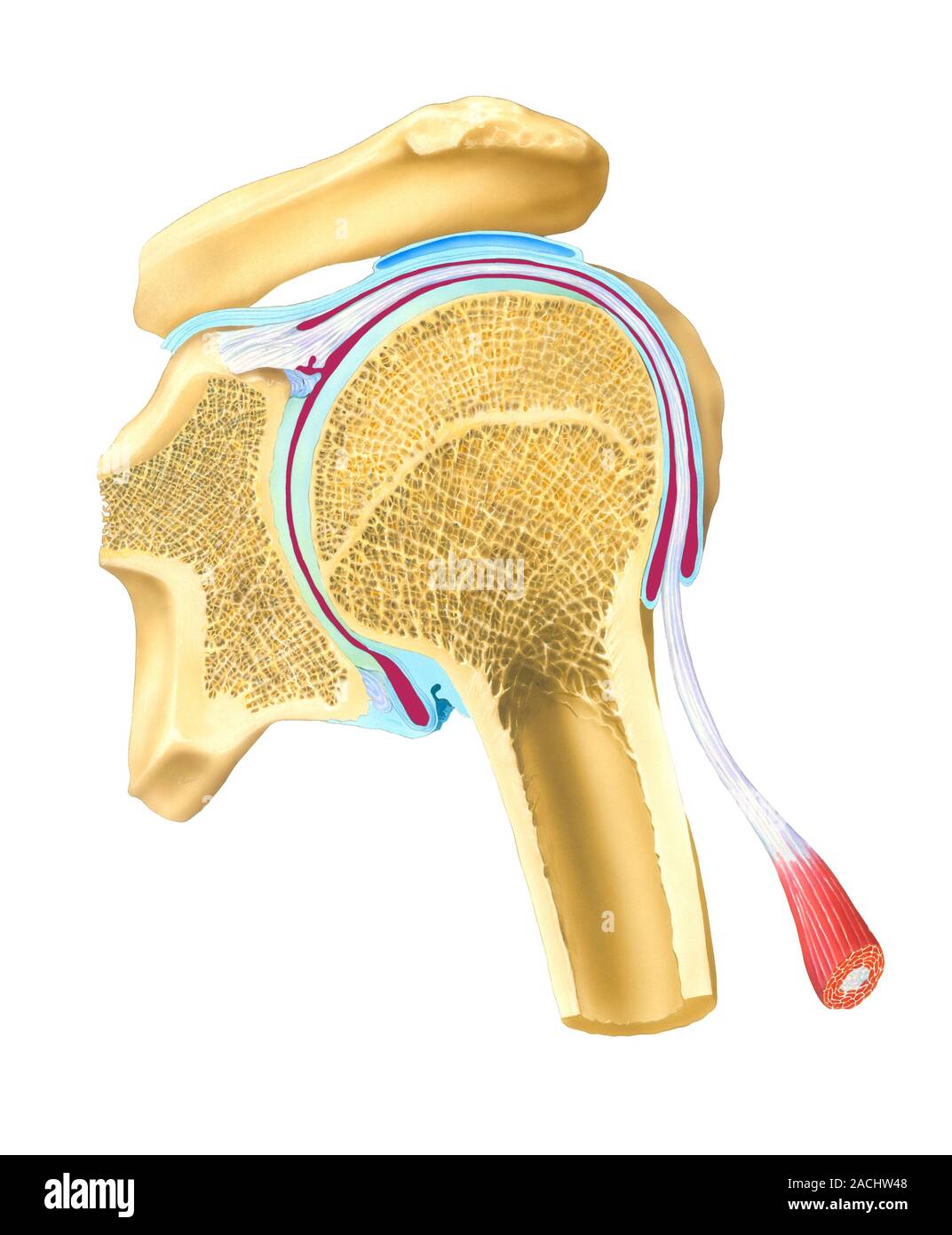 Shoulder joint. Computer artwork showing where the top of the humerus ...
