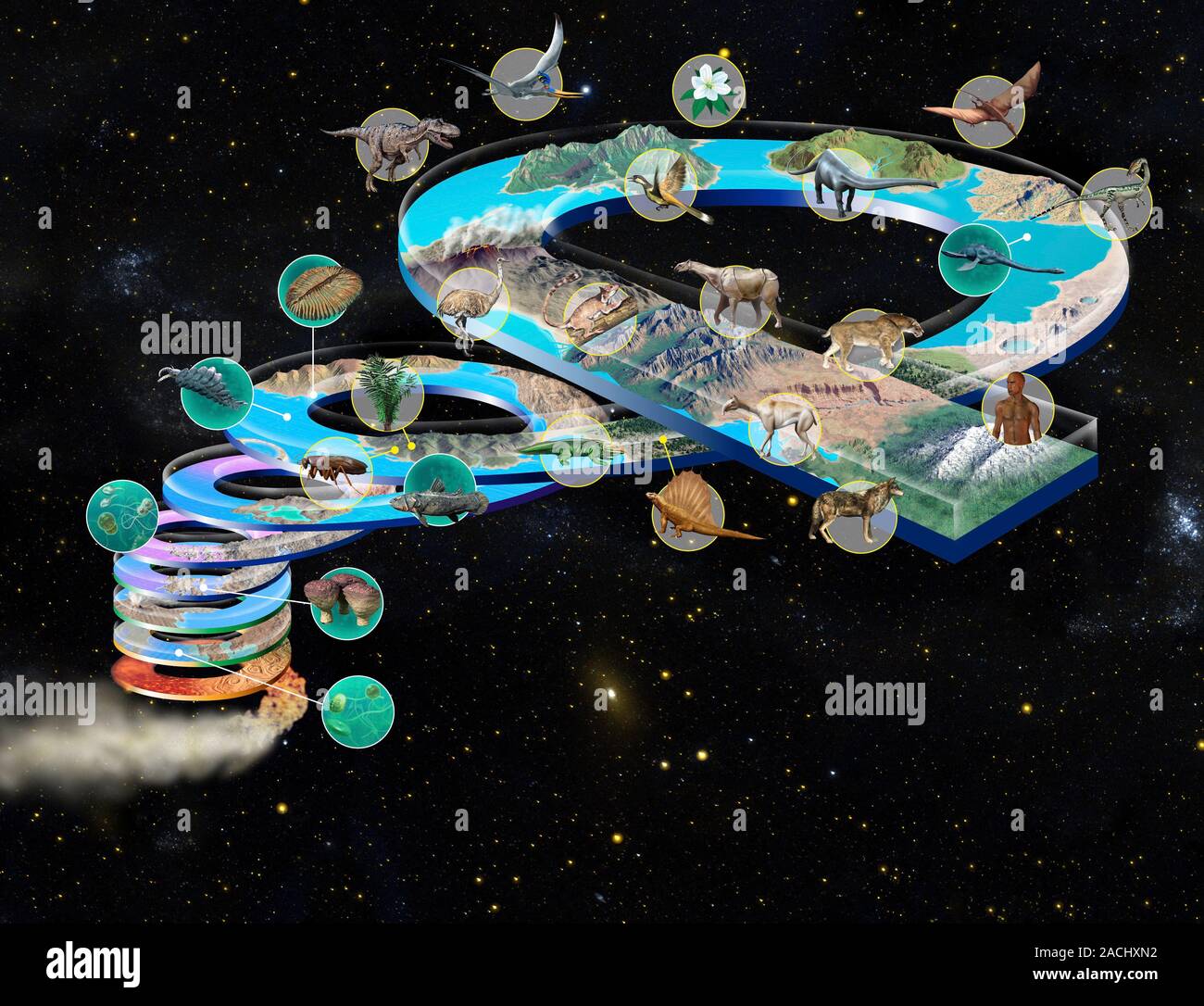 Evolution of life. Computer artwork showing the evolution of animal and ...
