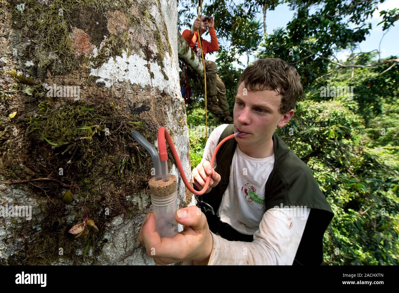 Student Collect Insects Rainforest educational mission. Student using a suction trap to collect ...