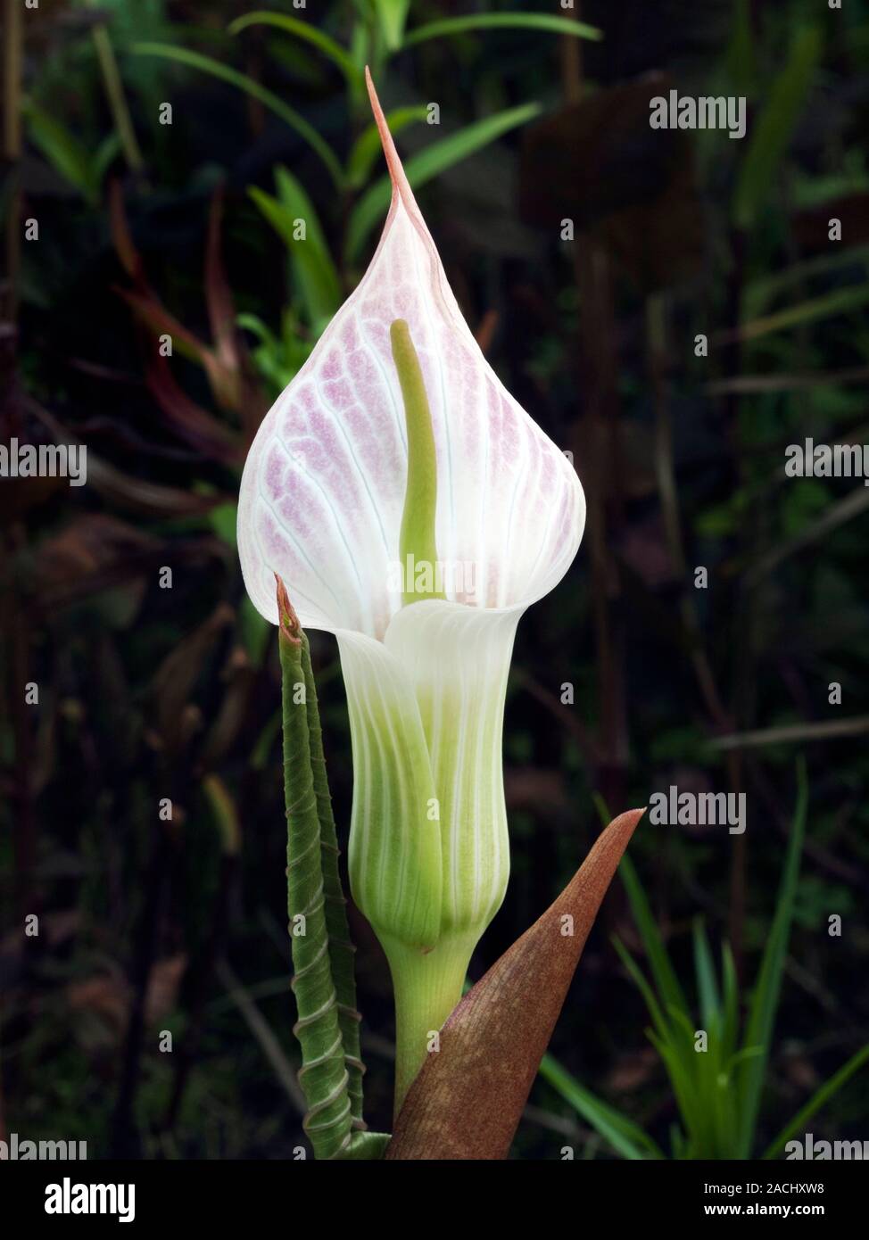 Cobra lily (Arisaema lichiangense) flower. Each flower consists of a leafy spathe (white) from within which grows an elongated spadix (green). The spa Stock Photo