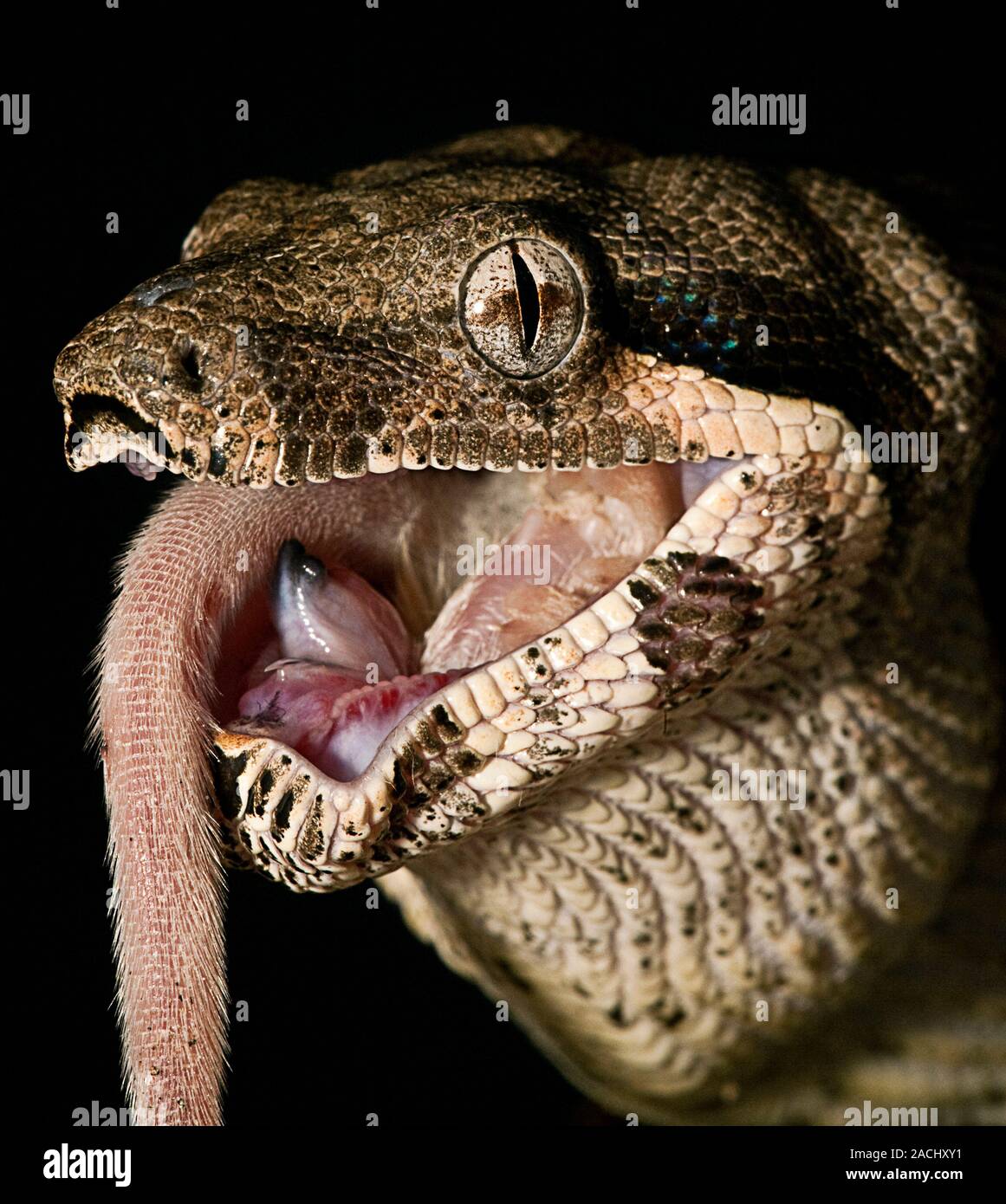Boa constrictor (Boa constrictor) eating a mouse. A snake's jaws are