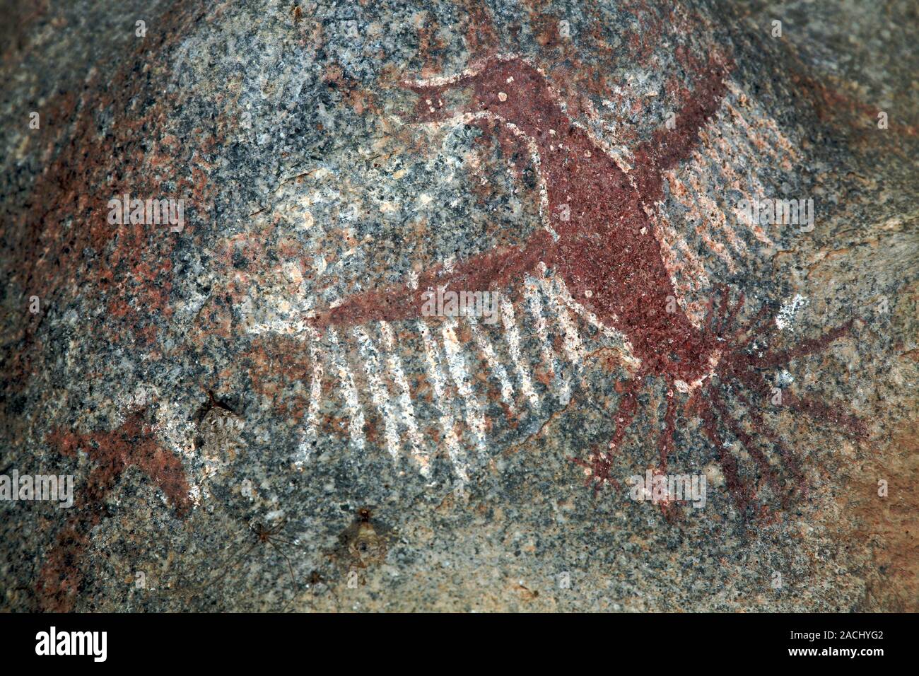 Prehistoric rock petroglyph. Rock engraving on the wall of a cave in ...