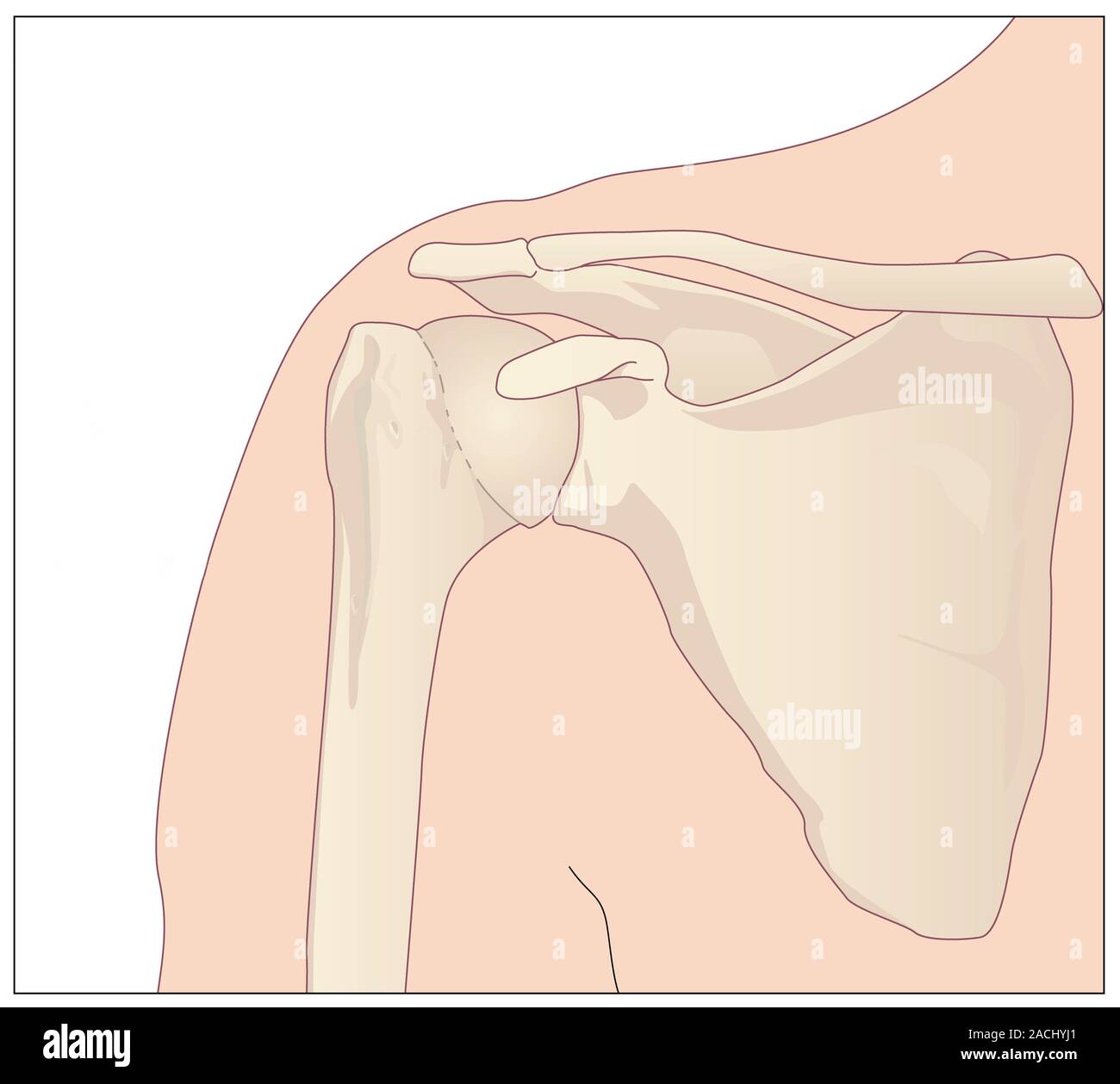 Triangular Bones Shoulder bones. Artwork showing the bones of the shoulder. The large ...