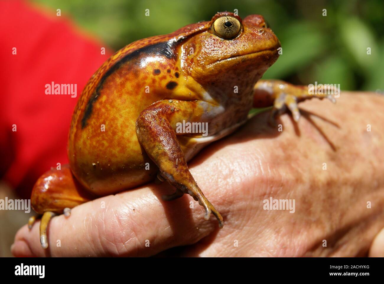 Madagascar, Tomato Frog or Crapaud Rouge De Madagascar (Dyscophus