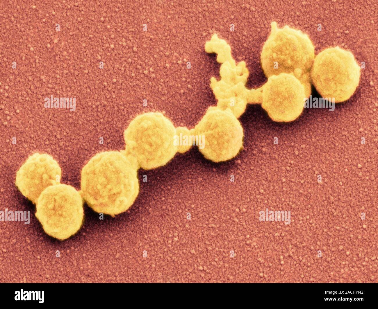 Synthetic Mycoplasma bacteria, coloured scanning electron micrograph ...