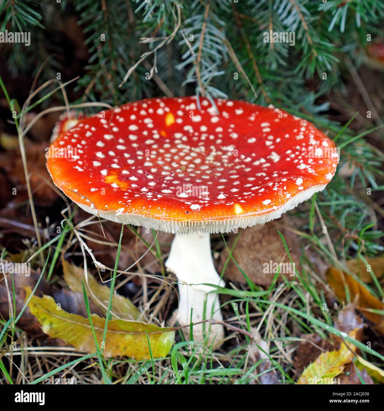 Closeup of a mature Amanita muscaria or Fly Amanita mushroom growing on the ground, Vancouver, British Columbia, Canada Stock Photo