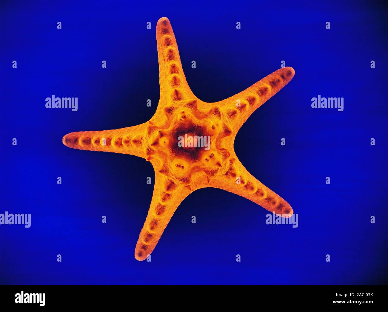 Blue linckia (Linckia laevigata) starfish Stock Photo - Alamy