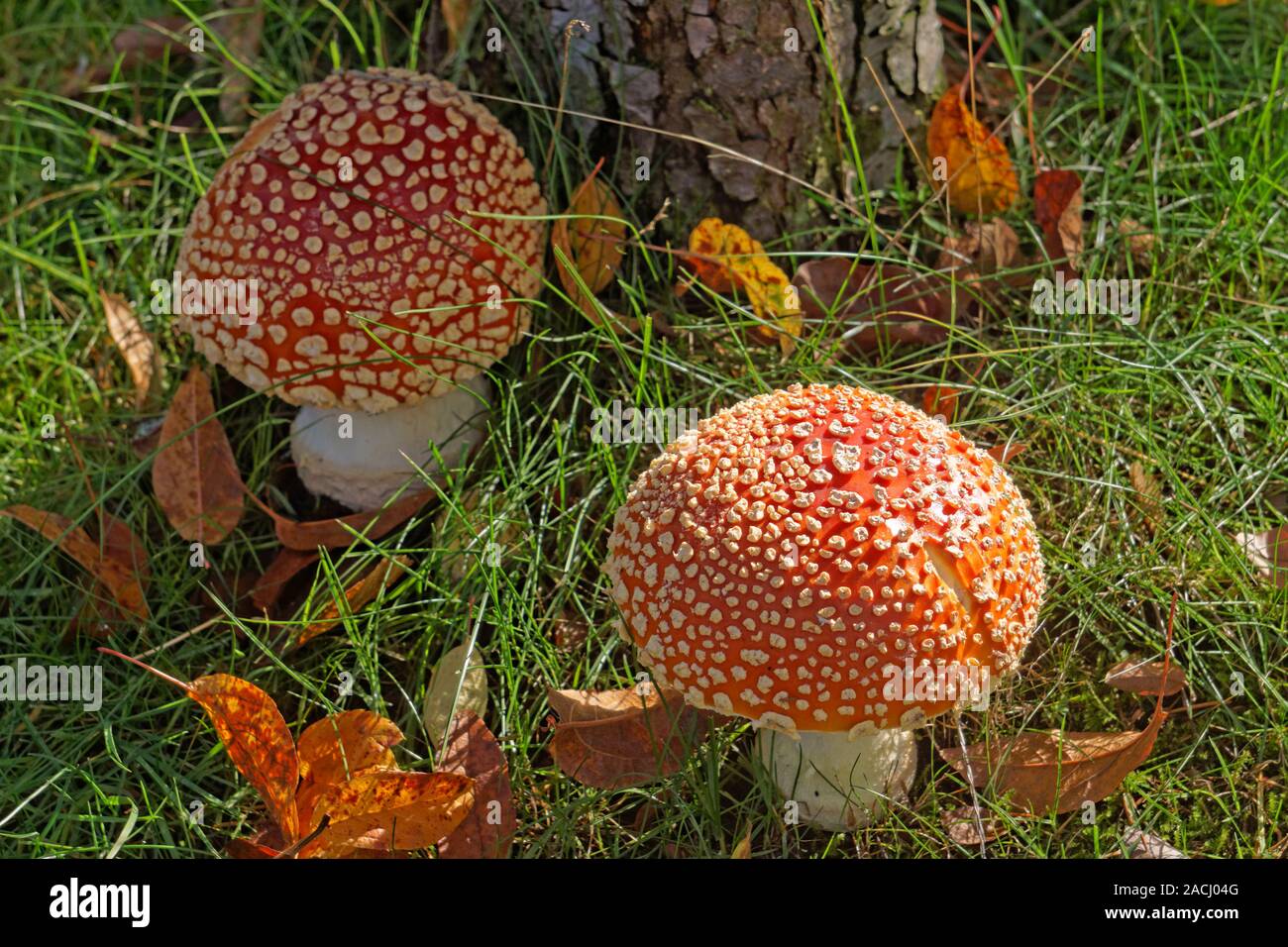 A pair of immature Amanita muscaria or Fly Amanita mushroom growing on the ground, Vancouver, British Columbia, Canada Stock Photo