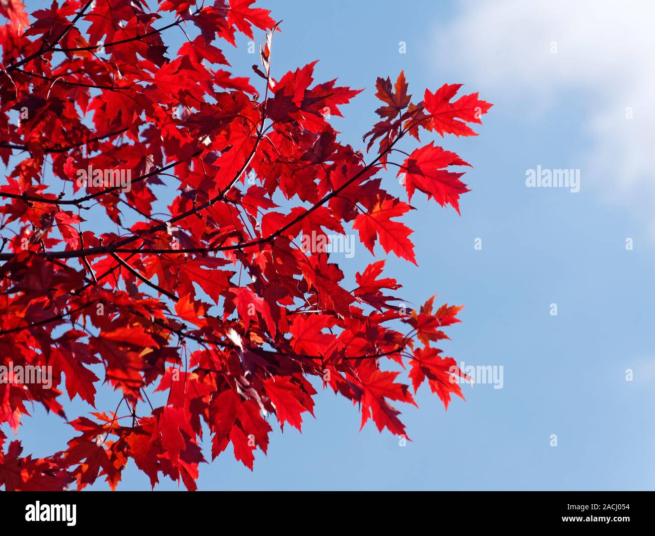 Backlit red maple tree leaves against a blue sky in autumn Stock Photo