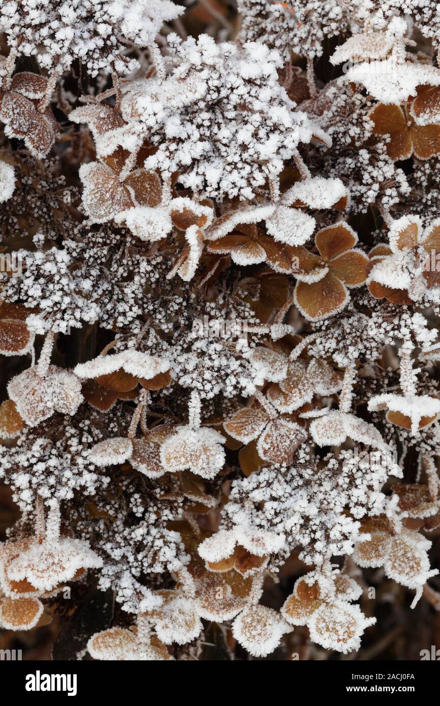 Frost on Hydrangea cv. Stock Photo