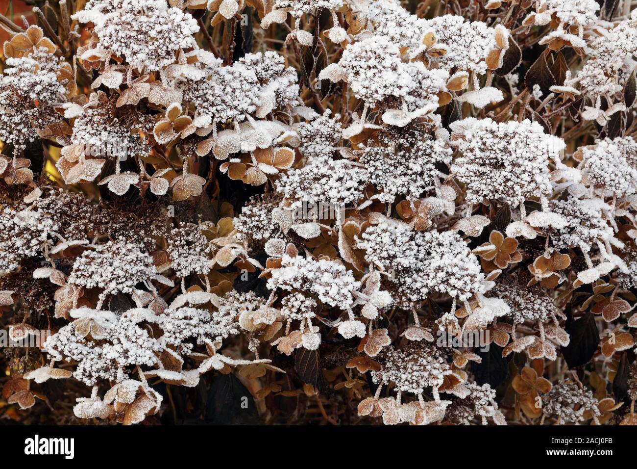 Frost on Hydrangea cv. Stock Photo