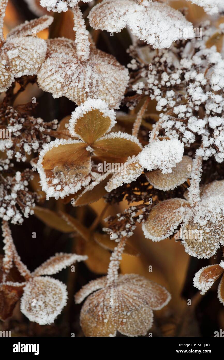 Frost on Hydrangea cv. Stock Photo