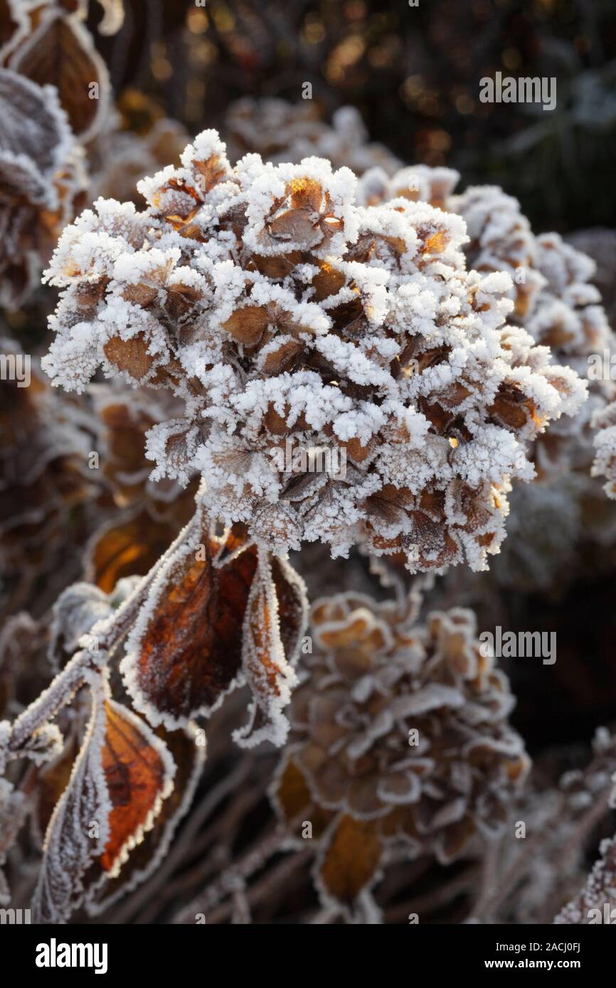 Frost on Hydrangea cv. Stock Photo