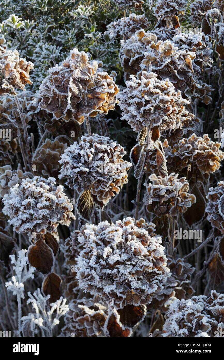 Frost on Hydrangea cv. Stock Photo