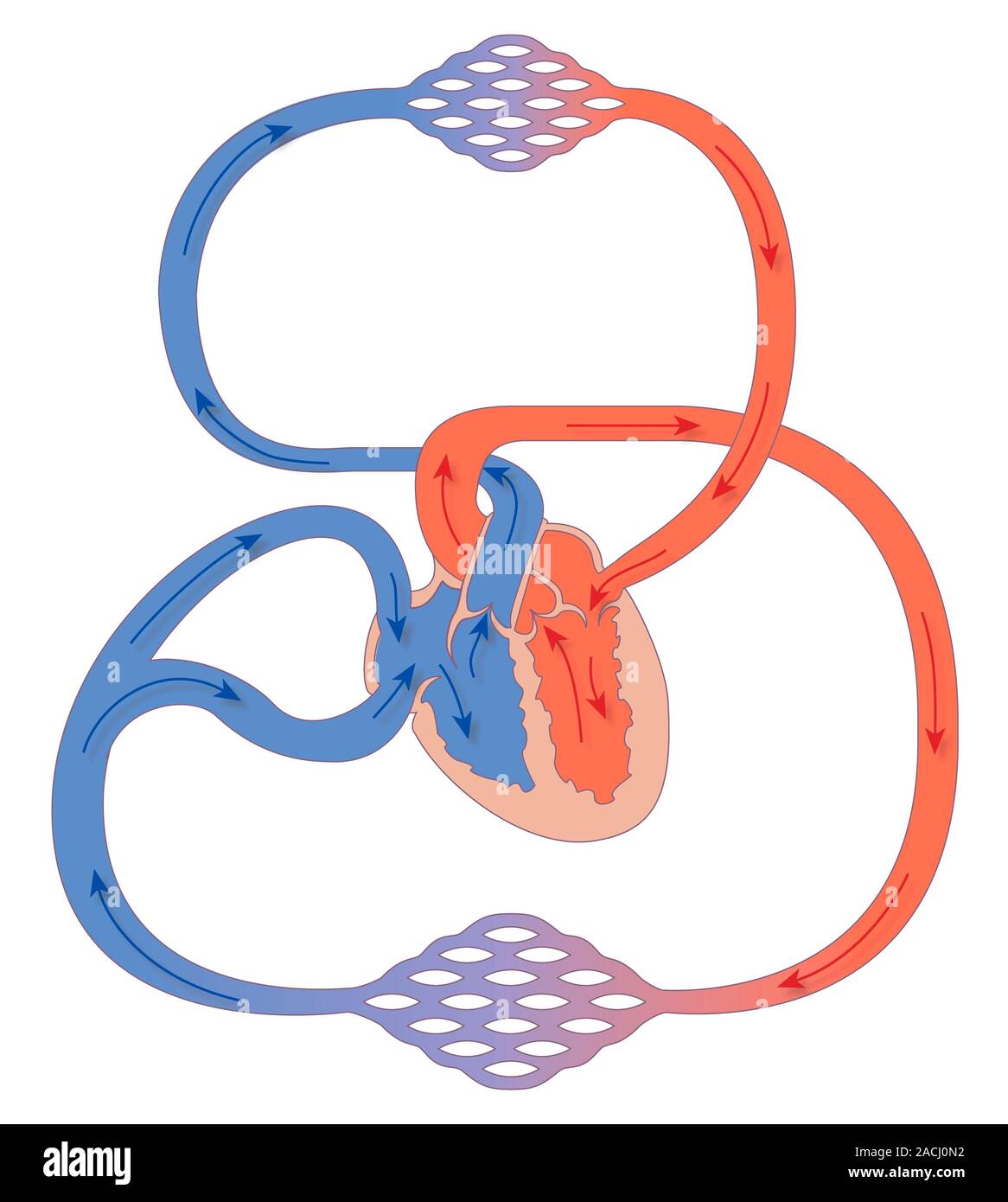 Cardiovascular system. Schematic artwork of the human circulatory system. The heart (centre) is