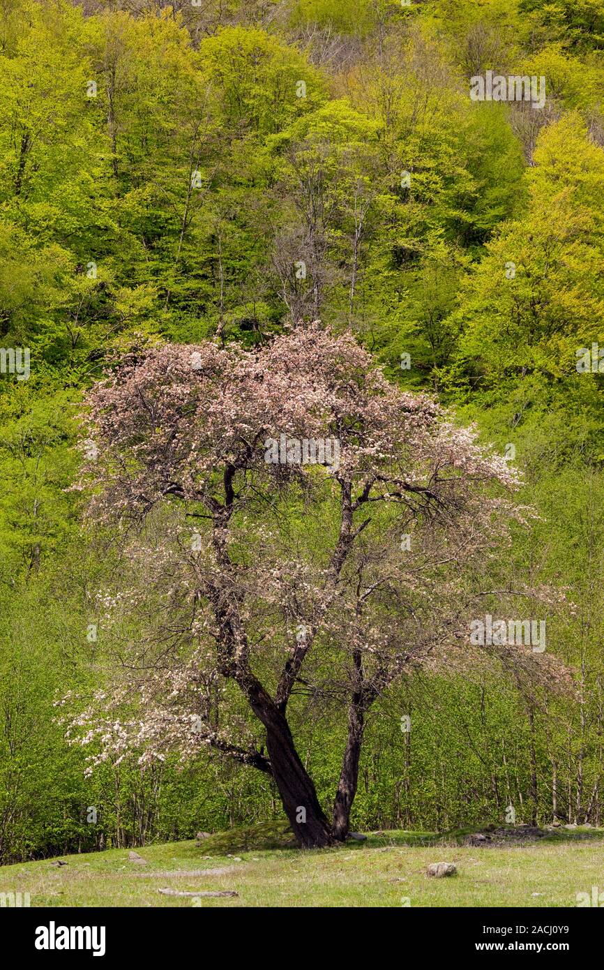 Wild Apple (Malus orientalis), also known as Oriental Apple, probable ...