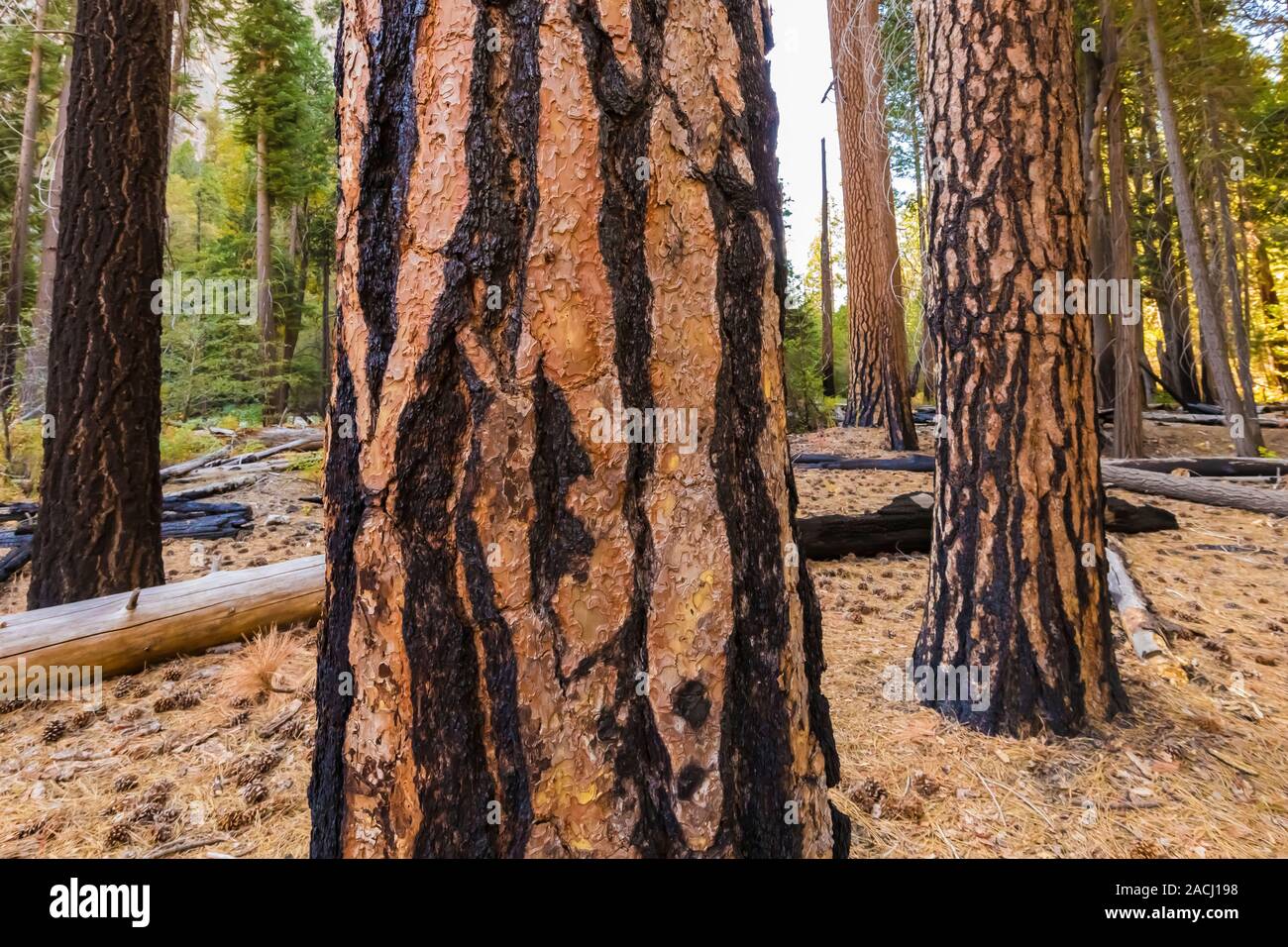 Ponderosa Pines, Pinus ponderosa, burned at least once in a forest fire, in the Cedar Grove area of Kings Canyon National Park, California, USA Stock Photo