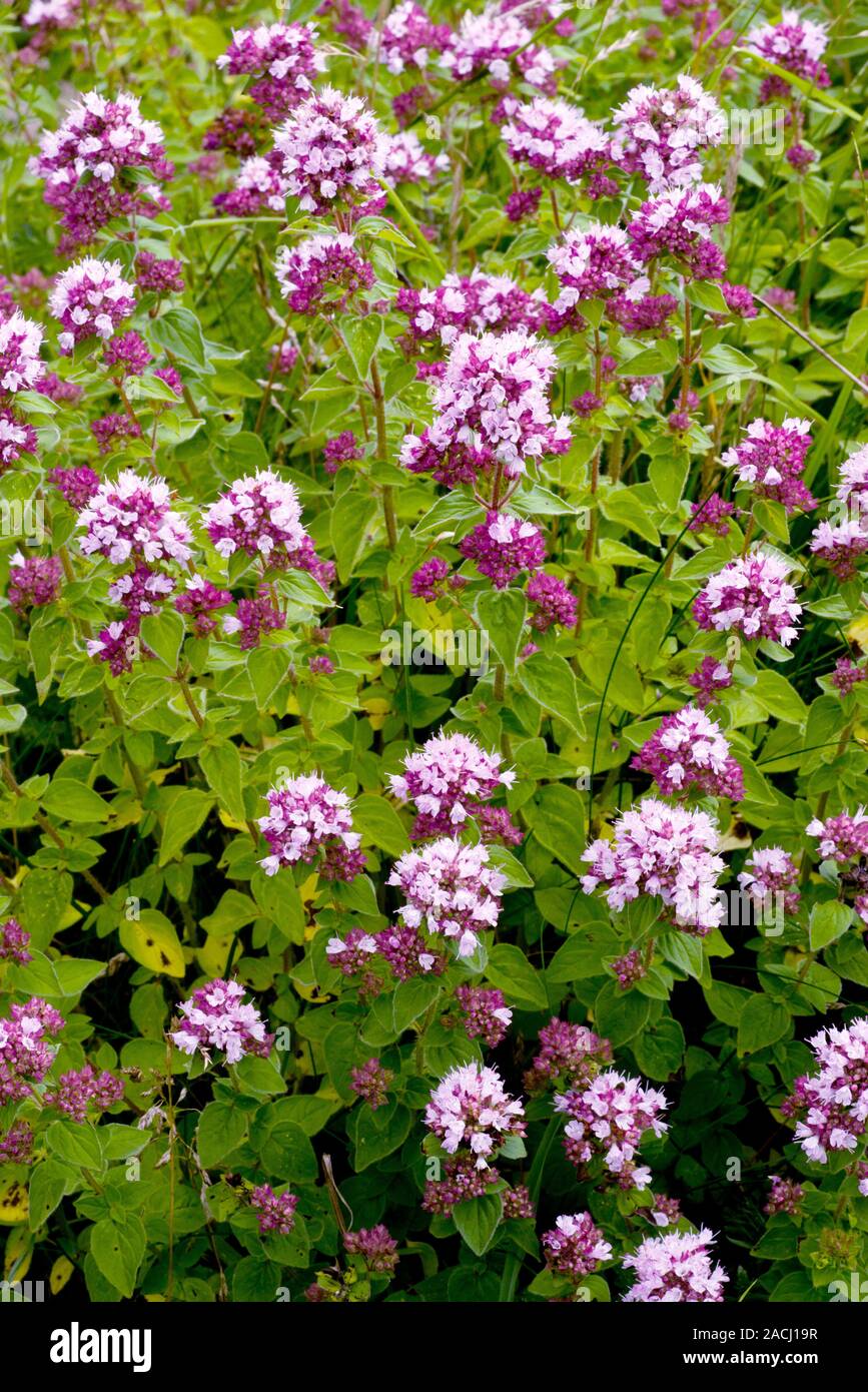 Wild Marjoram (Origanum vulgare) flowering on calcareous soils in