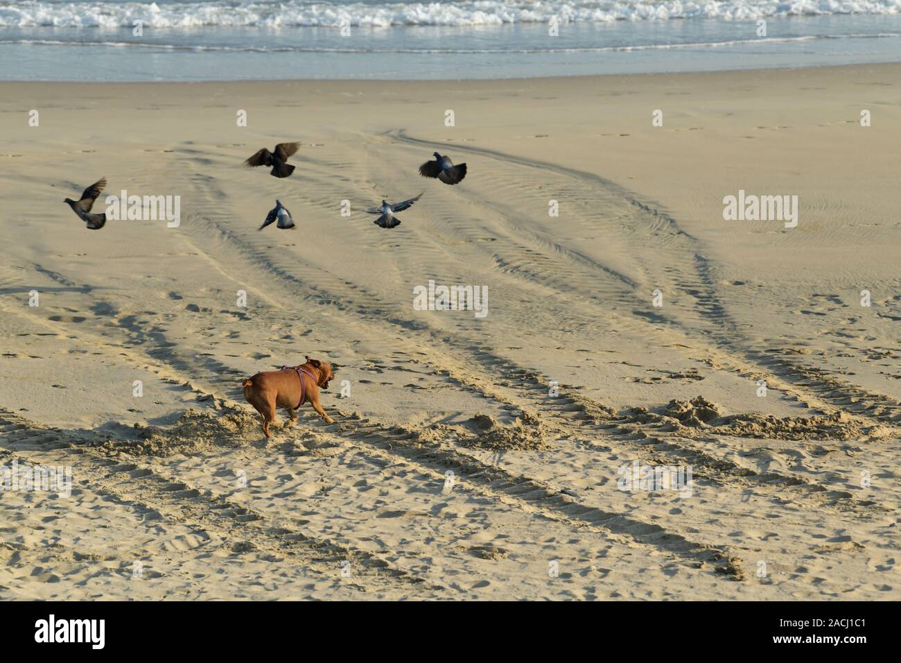 Durban, South Africa, animal, action, bold brown pet dog running on beach, chasing pigeons, coast, activity, play Stock Photo
