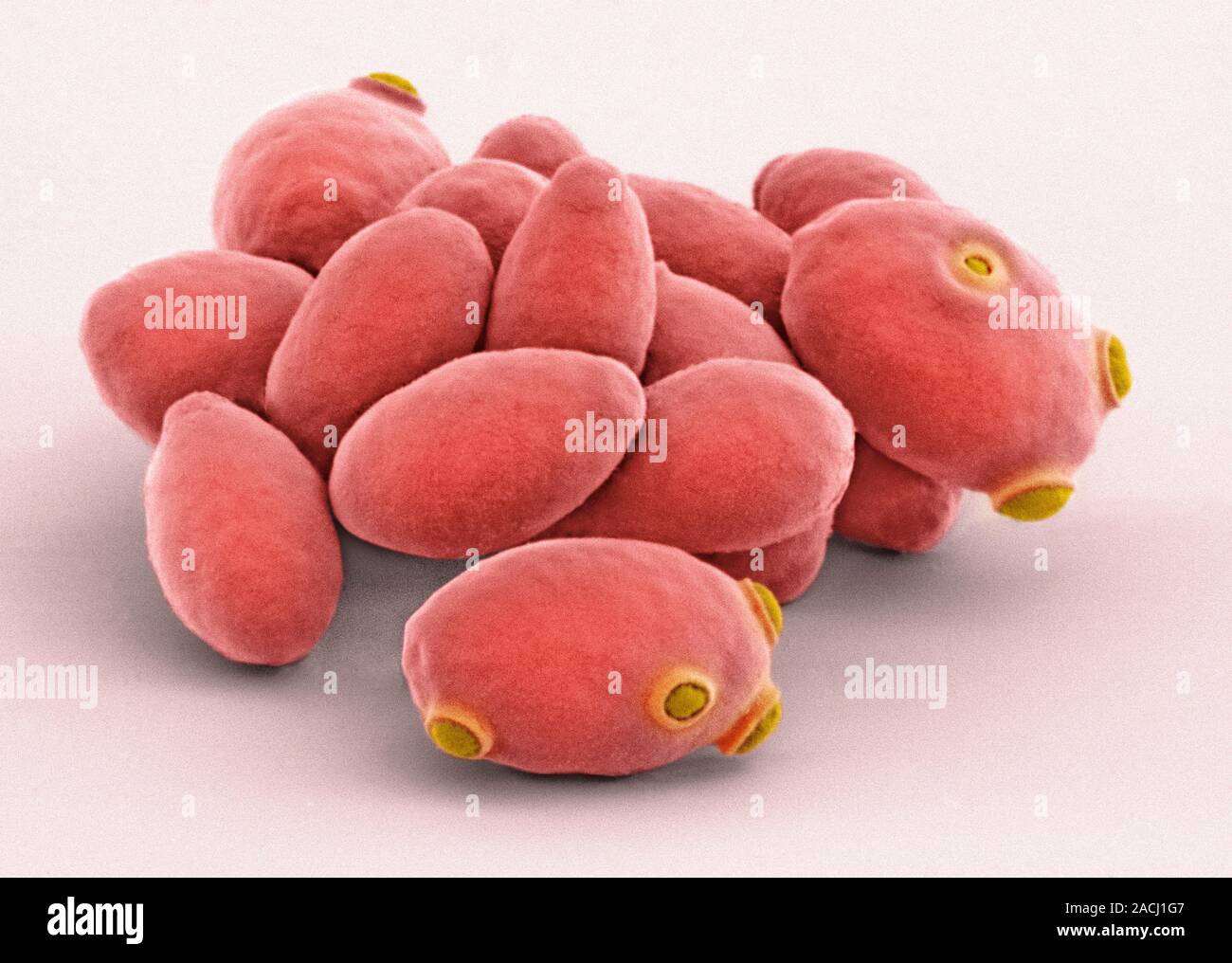 Yeast cells. Coloured scanning electron micrograph (SEM) of cells of