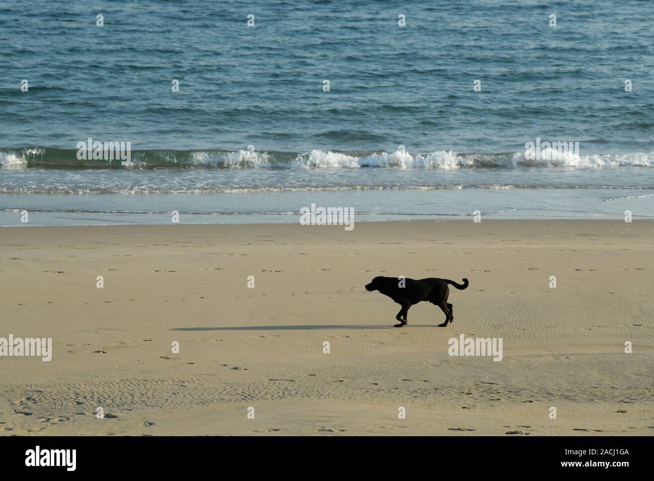 Durban, South Africa, animals, silhouette of large black pet dog walking on beach in morning, action, movement, outdoors, exercise Stock Photo